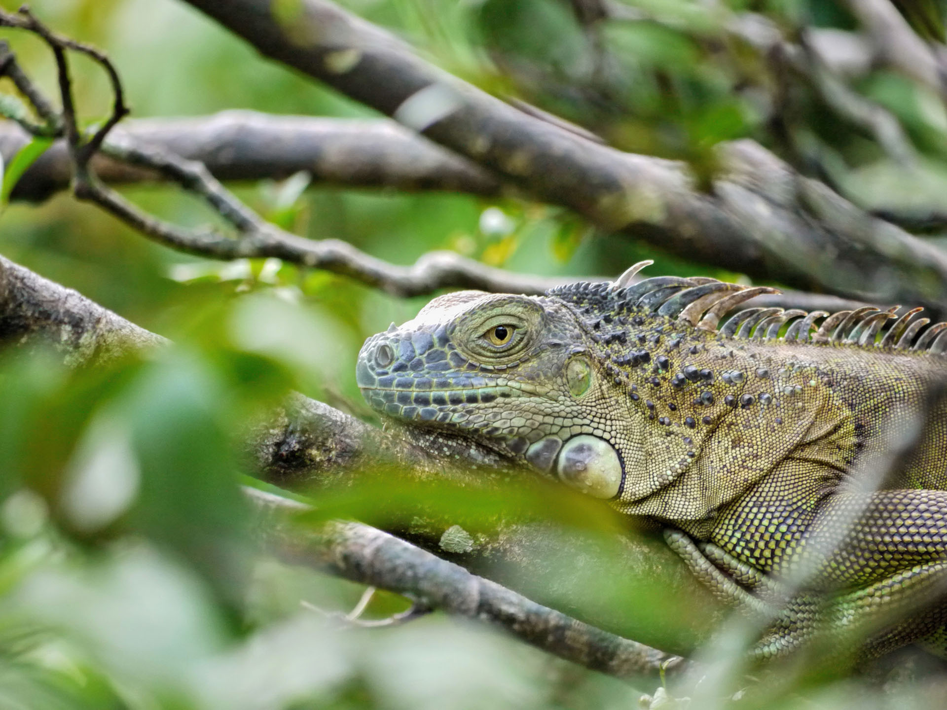 Muelle San Carlos ist eine kleine Stadt etwa 100 km nördlich der Hauptstadt. Die Attraktion hier sind die zahlreichen Leguane. Sie werden hierher gebracht, wenn sie verletzt oder krank sind, damit sie wieder aufgepäppelt werden können.